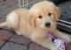 Golden Retriever Puppies for sale in Texas St, Fairfield, CA 94533, USA. price: $400