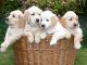 Golden Retriever Puppies for sale in Indianapolis Blvd, Hammond, IN, USA. price: NA