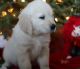 Golden Retriever Puppies for sale in Belews Creek, NC 27009, USA. price: NA