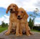 Golden Retriever Puppies for sale in Ohio Dr SW, Washington, DC, USA. price: NA