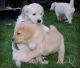 Golden Retriever Puppies for sale in 10001 N Davis Hwy, Pensacola, FL 32514, USA. price: NA