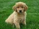 Golden Retriever Puppies for sale in New York County, New York, NY, USA. price: NA