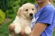 Golden Retriever Puppies for sale in Pennsylvania Ave, Brooklyn, NY, USA. price: NA