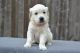 Golden Retriever Puppies for sale in Merritt Blvd, Baltimore, MD, USA. price: $350