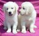 Golden Retriever Puppies for sale in New York County, New York, NY, USA. price: NA