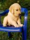 Golden Retriever Puppies for sale in Alabama Ave, Paterson, NJ, USA. price: NA