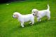 Golden Retriever Puppies for sale in Florida, NY, USA. price: NA