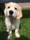 Golden Retriever Puppies for sale in Texas City, TX, USA. price: NA