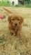 Golden Retriever Puppies for sale in Lebanon, OR 97355, USA. price: $1,300
