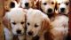 Golden Retriever Puppies for sale in Klockner Rd, Hamilton Township, NJ, USA. price: NA