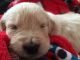 Golden Retriever Puppies for sale in County Rd, Woodland Park, CO 80863, USA. price: NA