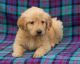 Golden Retriever Puppies for sale in Vancouver, BC, Canada. price: $450