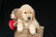 Golden Retriever Puppies for sale in Marble Falls, Dallas, TX 75287, USA. price: NA