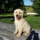 Golden Retriever Puppies for sale in Auburn, IN 46706, USA. price: NA