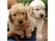 Golden Retriever Puppies for sale in Texas St, San Francisco, CA 94107, USA. price: NA