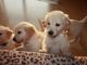 Golden Retriever Puppies for sale in Texas City, TX, USA. price: $900
