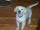 Golden Retriever Puppies for sale in Clay Township, MI, USA. price: $900
