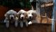 Golden Retriever Puppies for sale in St. Louis, MO, USA. price: NA