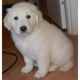 Golden Retriever Puppies for sale in 14201 Georgia Ave, Aspen Hill, MD 20906, USA. price: NA