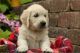 Golden Retriever Puppies for sale in Templeton, CA 93465, USA. price: NA