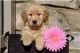 Golden Retriever Puppies for sale in Maryland Ave, Paterson, NJ, USA. price: $400