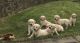 Golden Retriever Puppies for sale in Boston, MA, USA. price: NA