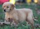 Golden Retriever Puppies for sale in Sierra Vista, AZ, USA. price: $500