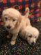 Golden Retriever Puppies for sale in Chicago Heights, IL, USA. price: NA