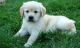Golden Retriever Puppies for sale in Louisville, KY, USA. price: $400