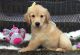 Golden Retriever Puppies for sale in Bath, ME 04530, USA. price: NA