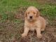 Golden Retriever Puppies for sale in Baltimore, MD, USA. price: $400