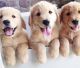 Golden Retriever Puppies for sale in Belleville, ON K8N 4Z7, Canada. price: NA