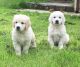 Golden Retriever Puppies for sale in Salt Lake City, UT, USA. price: $500
