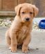Golden Retriever Puppies for sale in Cheyenne, WY, USA. price: $400