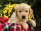 Golden Retriever Puppies for sale in Rutland, VT 05701, USA. price: NA