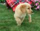 Golden Retriever Puppies for sale in Sioux Falls, SD, USA. price: $400