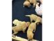 Golden Retriever Puppies for sale in Birmingham, AL 35212, USA. price: NA