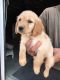 Golden Retriever Puppies for sale in Augusta, KS 67010, USA. price: $1,000