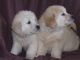 Golden Retriever Puppies for sale in 501 Elm St, Dallas, TX 75202, USA. price: NA