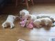 Golden Retriever Puppies for sale in California St, San Francisco, CA, USA. price: NA