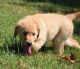 Golden Retriever Puppies for sale in Sandusky, OH 44870, USA. price: NA