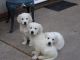 Golden Retriever Puppies for sale in St Stephen, SC 29479, USA. price: NA
