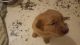 Golden Retriever Puppies for sale in Jewett, OH 43986, USA. price: NA