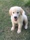 Golden Retriever Puppies for sale in Los Angeles, CA 90017, USA. price: NA
