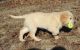Golden Retriever Puppies for sale in Powers Lake, ND 58773, USA. price: $500