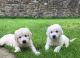 Golden Retriever Puppies for sale in 323 6th Ave, New York, NY 10014, USA. price: NA