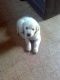 Golden Retriever Puppies for sale in Egg Harbor Township, NJ 08234, USA. price: NA