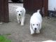 Golden Retriever Puppies for sale in Egg Harbor Township, NJ 08234, USA. price: NA