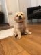Golden Retriever Puppies for sale in 103 Broadway, New York, NY 10025, USA. price: NA