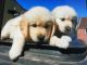 Golden Retriever Puppies for sale in San Antonio, TX 78224, USA. price: NA